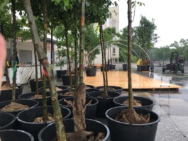 Baumschule Kulturforum