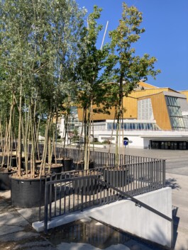 Baumschule Kulturforum