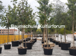 Baumschule Kulturforum