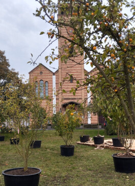 Baumschule Kulturforum