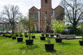 Baumschule Kulturforum
