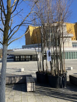 Baumschule Kulturforum