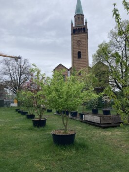 Baumschule Kulturforum