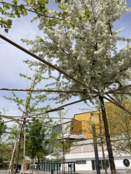 Baumschule Kulturforum
