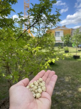 Baumschule Kulturforum
