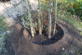 Baumschule Kulturforum