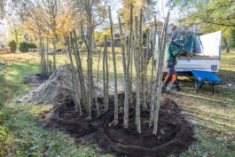 Baumschule Kulturforum