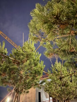 Baumschule Kulturforum