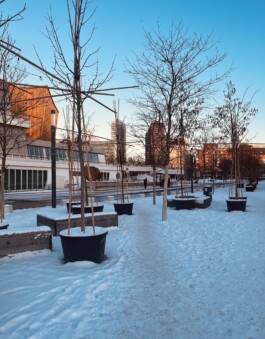 Baumschule Kulturforum