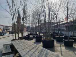 Baumschule Kulturforum