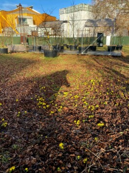 Baumschule Kulturforum