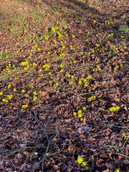 Baumschule Kulturforum