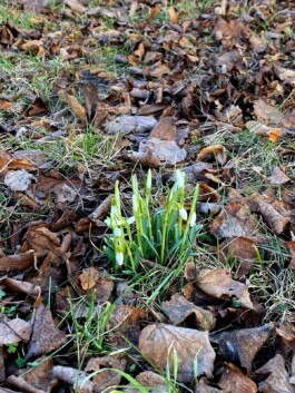 Baumschule Kulturforum